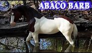 TOP Beautiful Abaco Barb Horse in the World!