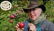 Raintree Nursery Fruit Feature: Liberty Apples
