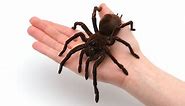 9 Biggest Spiders in the World: A Journey into the Gigantic