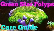 Green Star Polyps | Care Guide