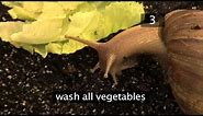 How To Care For Giant African Land Snails