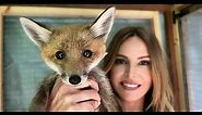 SO YOU WANT A WILD PET FOX? - Should you tame a Red Fox puppy?