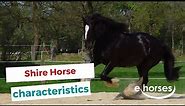 Shire Horse | characteristics, origin & disciplines