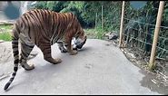 Home Safari - Malayan Tigers - Cincinnati Zoo