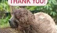 💜Thank you from the Sloths!