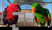 Zoo2U - Happy New Years day! The parrots had a little...
