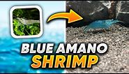 The Time My Amano Shrimp Turned Blue!