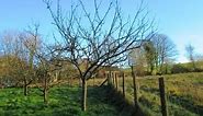 How to Prune Established Apple Trees