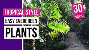 30 easy evergreen plants for tropical style garden | Tropical Tribe