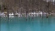 Beautiful blue waters of the Shirogane Blue Pond (白金青い池) 💙 #shorts #travel #japan #hokkaido