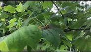 Do You Have Swarms Of Wasps Or Yellow Jackets In Your Tree If So Here's Why
