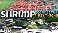 Tips and Tricks How to Keep, Setup and Breed Freshwater Aquarium Shrimp for Neocaridina and Caridina
