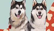 Can You Spot the Difference Between a Malamute and Husky?