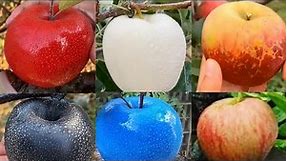 Apple different colours you should know about -white Apple,blue
