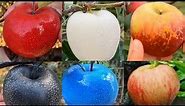 Apple different colours you should know about -white Apple,blue