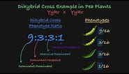Dihybrid Cross Explained
