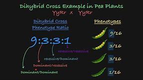 Dihybrid Cross Explained