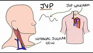 Understanding Jugular Venous Pressure (JVP)