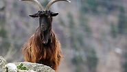 Year of the Goat: Chinese Zodiac Meaning and Years
