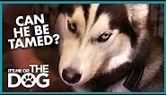 Can This Aggressive Husky Dog Be Reformed? | It's Me or the Dog
