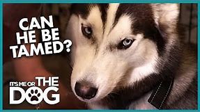 Can This Aggressive Husky Dog Be Reformed? | It's Me or the Dog