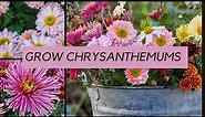 Growing chrysanthemums - what you really need to know!
