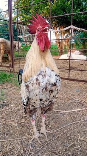 ayam suara kluruk jago berkokok #ayam #suara #chicken