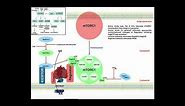 Exercise Physiology | mTORC1 and Muscle Protein Synthesis