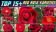 127 - Top 15+ Amazing RED ROSE Varieties || Around The World || With Identity || Floral Gardening