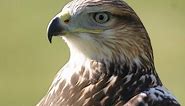 Falconry: Ferruginous Hawks introduction