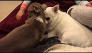 Sweet little chihuahua booping the grump out of the grumpiest chihuahua-in the name of Chi-sus!
