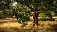 Dorsey Burnette - Tall Oak Tree (Lyrics) [HD]