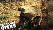 Meet the Prehistoric Ground Sloth | Nature Bites