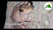 The Cuban Tree Frog: Invasive Amphibian!