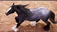 Gypsy Treasures Lil Vader - Blue Roan Gypsy Vanner Stallion