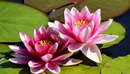 The Real Meaning and Symbolism of the Lotus Flower