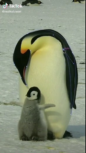 Penguin logo #graphicdesign #Illustrator #LogoDesign