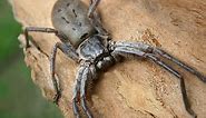 Giant huntsman spider: The world's largest spider by leg span