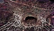 How to tell deadly funnel-webs from trapdoor and black house spiders