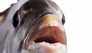 Sheepshead fish: Facts about the fish with 'human' teeth