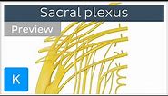 Sacral plexus made easy (preview) - Human Anatomy | Kenhub