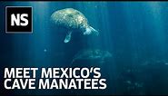 Manatees discovered in pristine but threatened habitat in Mexico by cave divers