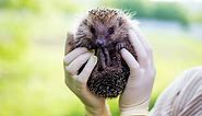 Are There Hedgehogs In America Can They Live Wild In North America - Hedgehog Registry