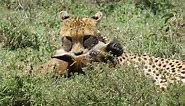 Cheetah Kills Wildebeest Calf in Serengeti, Tanzania