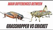 Grasshopper VS Cricket Differences | Difference Between Crickets and Grasshoppers Revealed