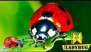 Ladybug Insect - Amazing Lives of Ladybugs Revealed