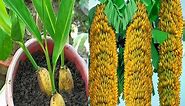 New discoveries of banana and hybrid cultivation methods
