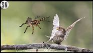 This Spider Catches And Consumes Birds in Its Web