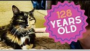 The OLDEST Cat Ever - Meet Creme Puff 🐱