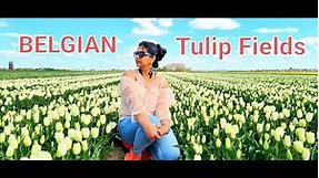 Tulips Fields BELGIUM || Meerdonk, Belgian Tulips Farm